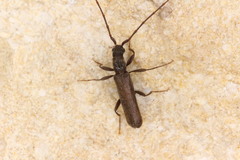 Haplidus laticeps
