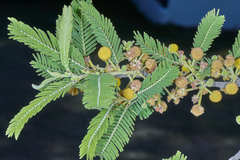 Image of Acacia pennatula