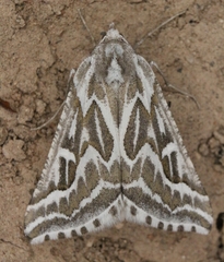 Plataea trilinearia