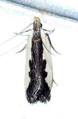 Dichomeris serrativittella