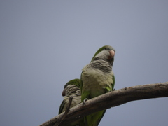 Myiopsitta monachus