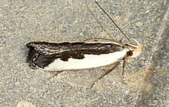 Dichomeris serrativittella