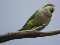 Myiopsitta monachus