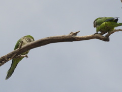 Myiopsitta monachus
