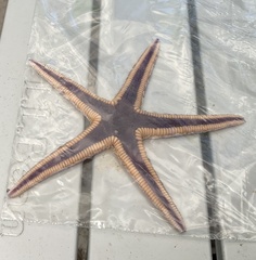 Astropecten articulatus