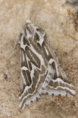 Plataea trilinearia