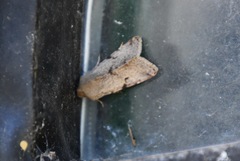 Orthosia behrensiana