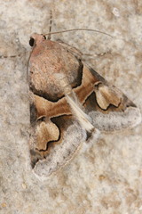 Drasteria pallescens