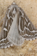 Plataea trilinearia