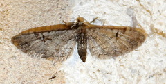 Eupithecia bolterii