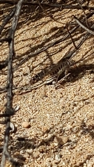 Callisaurus draconoides