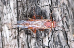Macroxyela ferruginea