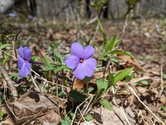 Phlox stolonifera