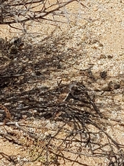 Callisaurus draconoides