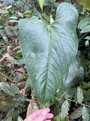 Anthurium formosum