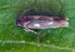 Atemelia torquatella