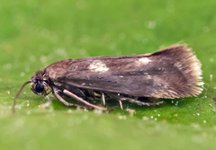 Atemelia torquatella