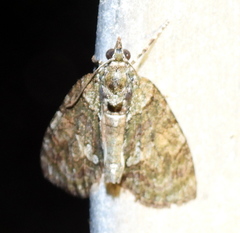 Hammaptera parinotata