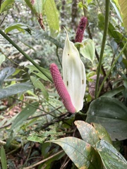 Anthurium formosum