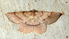 Euchlaena marginaria