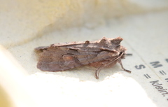 Lithophane furcifera