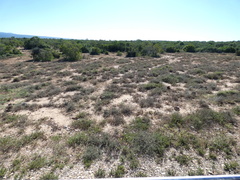 Mesembryanthemum aitonis