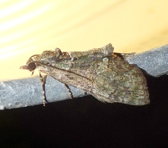 Hammaptera parinotata