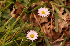 Bellis sylvestris
