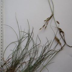 Festuca diffusa