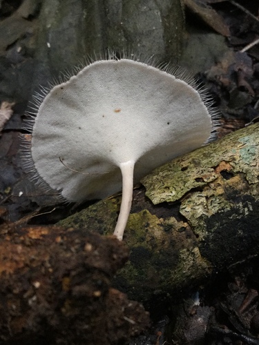 Lentinus flexipes