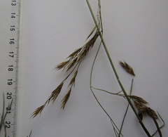 Festuca diffusa