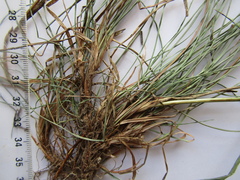 Festuca diffusa