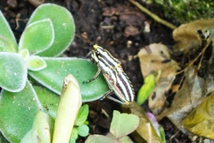 Dictyophorus griseus
