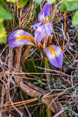 Iris unguicularis carica