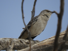 Mimus polyglottos