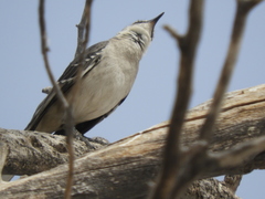 Mimus polyglottos