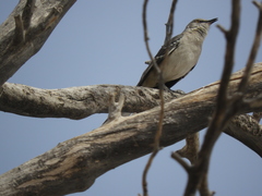 Mimus polyglottos