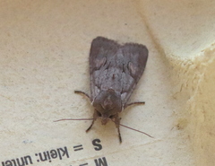 Lithophane furcifera