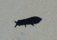 Ceratophysella