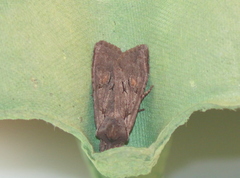 Lithophane furcifera