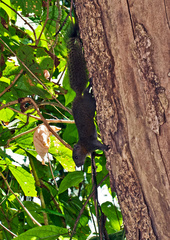 Callosciurus caniceps