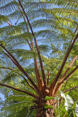 Cyathea fulva