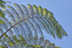 Cyathea fulva