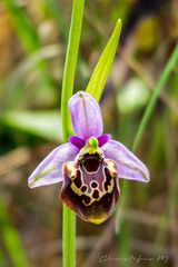 Ophrys fuciflora maxima