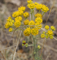 Hymenopappus flavescens