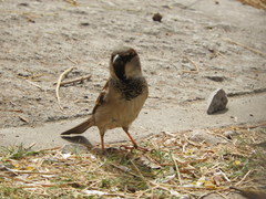 Passer domesticus