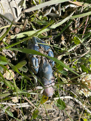 Procambarus steigmani