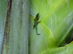 Phelsuma cepediana