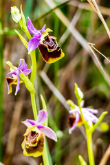 Ophrys fuciflora maxima