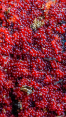 Dialonectria episphaeria